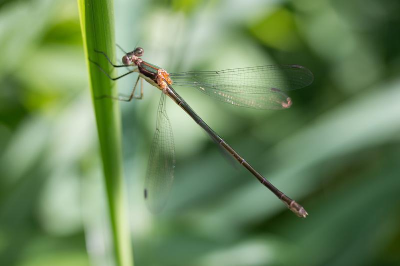 Photo of Elegant Spreadwing