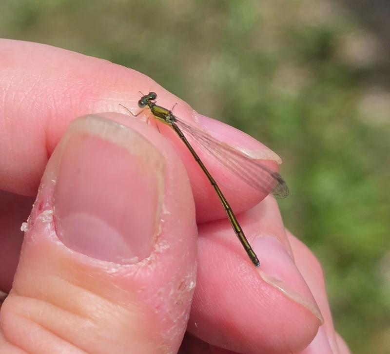 Photo of Sedge Sprite