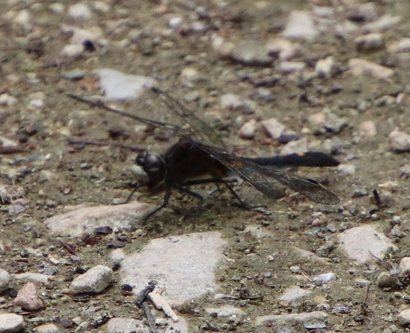 Photo of Dot-tailed Whiteface