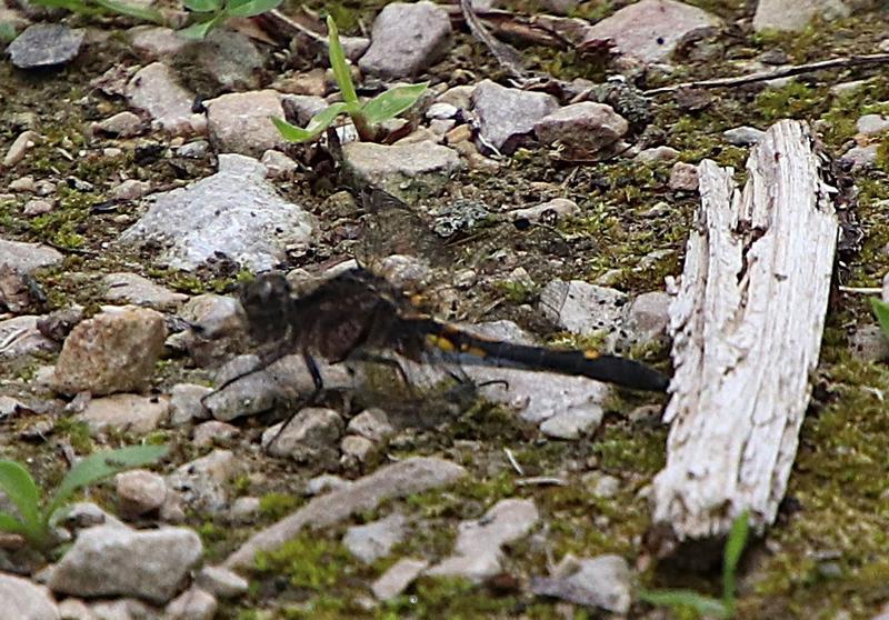 Photo of Dot-tailed Whiteface