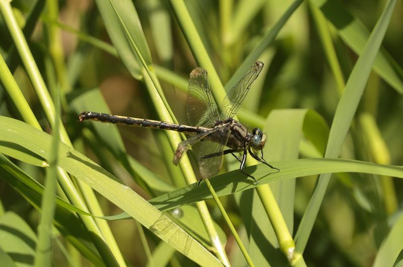 Photo of Horned Clubtail