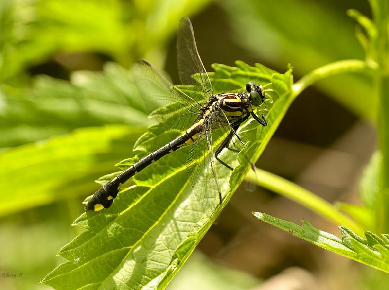 Photo of Cobra Clubtail