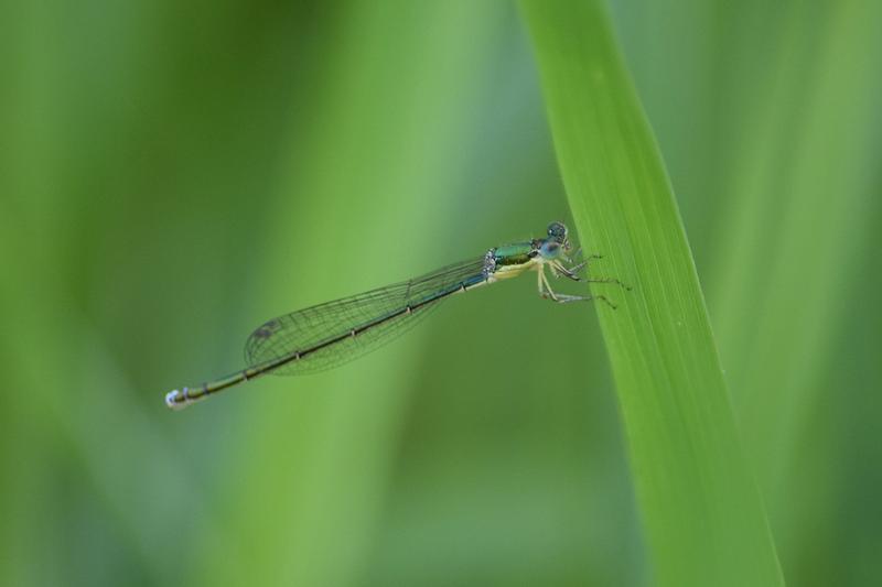 Photo of Sedge Sprite