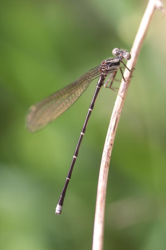 Photo of Blue-tipped Dancer