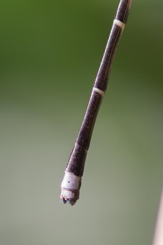 Photo of Blue-tipped Dancer