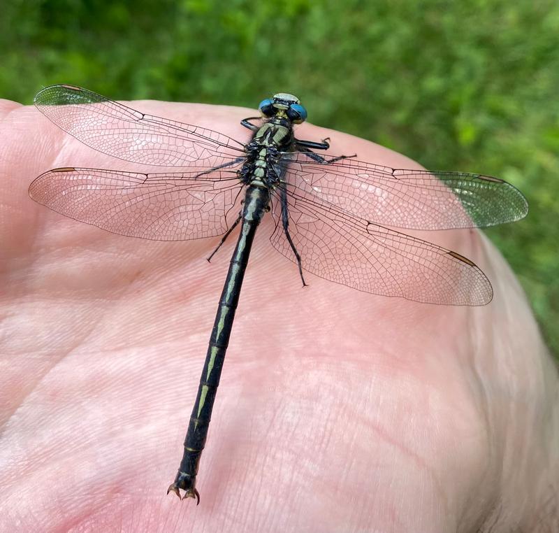 Photo of Horned Clubtail