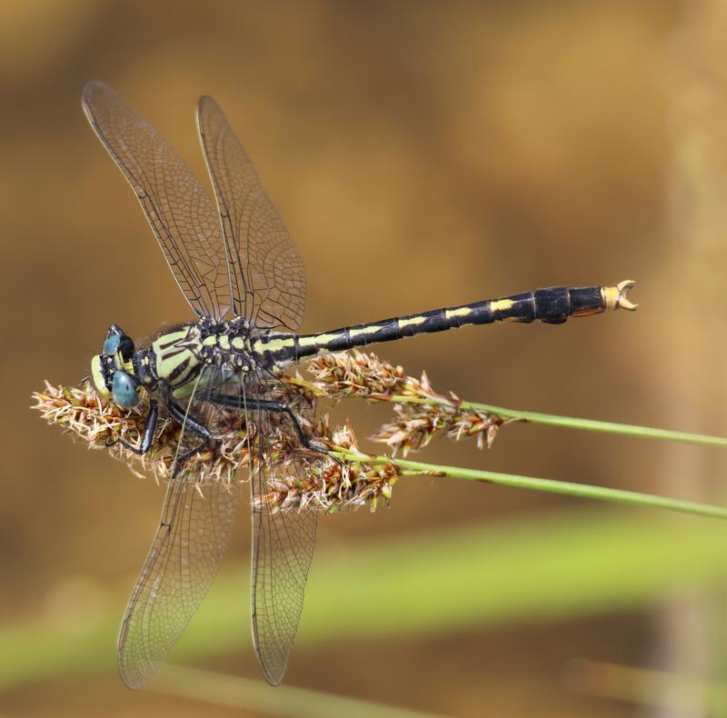 Photo of Unicorn Clubtail