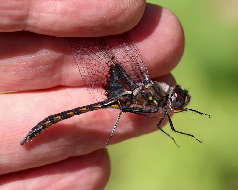 Photo of Common Baskettail