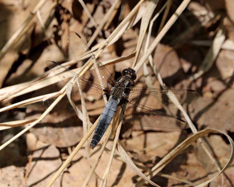 Photo of Chalk-fronted Corporal