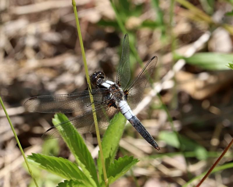Photo of Chalk-fronted Corporal