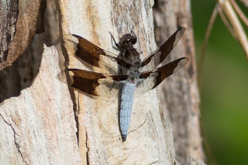 Photo of Common Whitetail