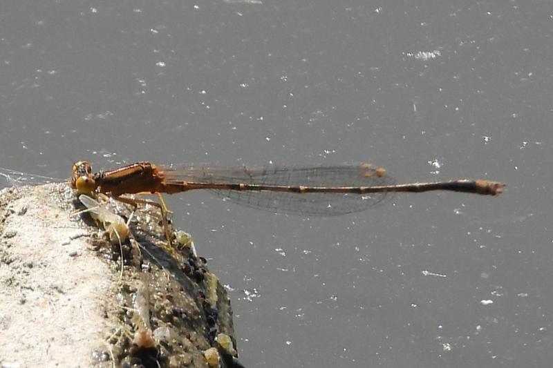 Photo of Orange Bluet