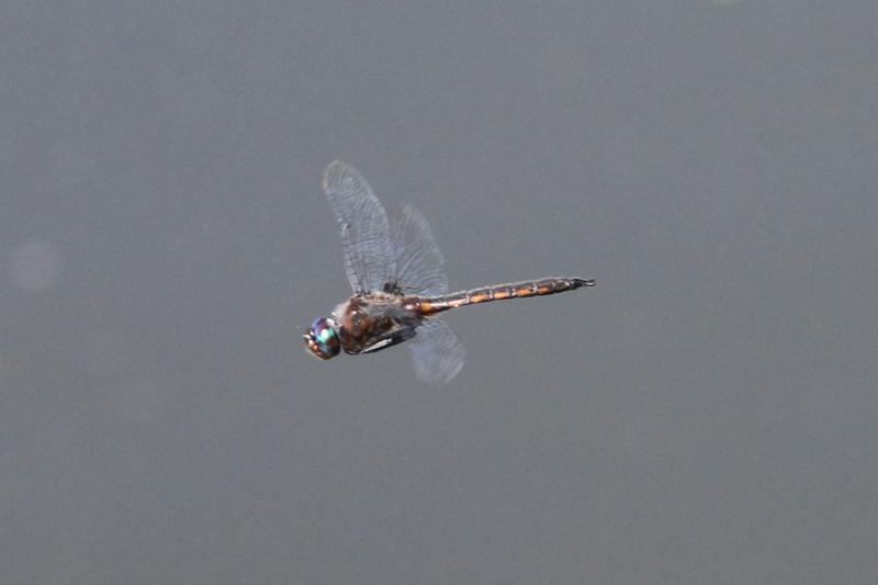 Photo of Common Baskettail