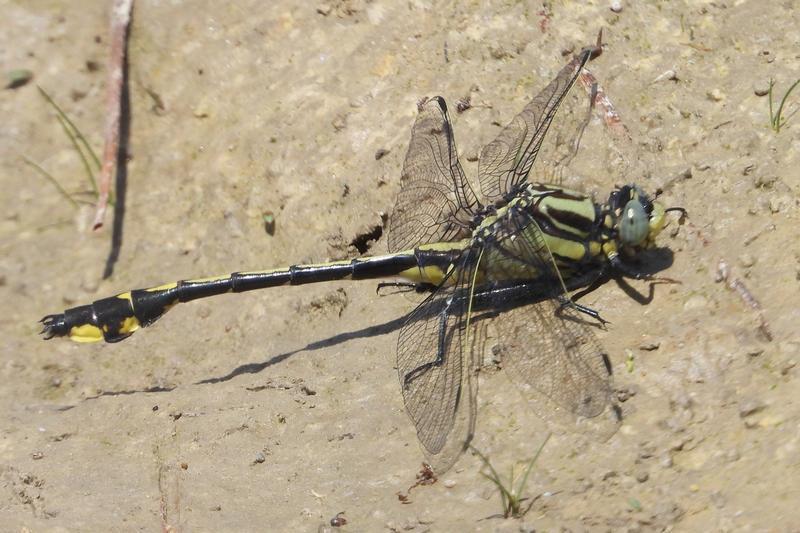 Photo of Midland Clubtail