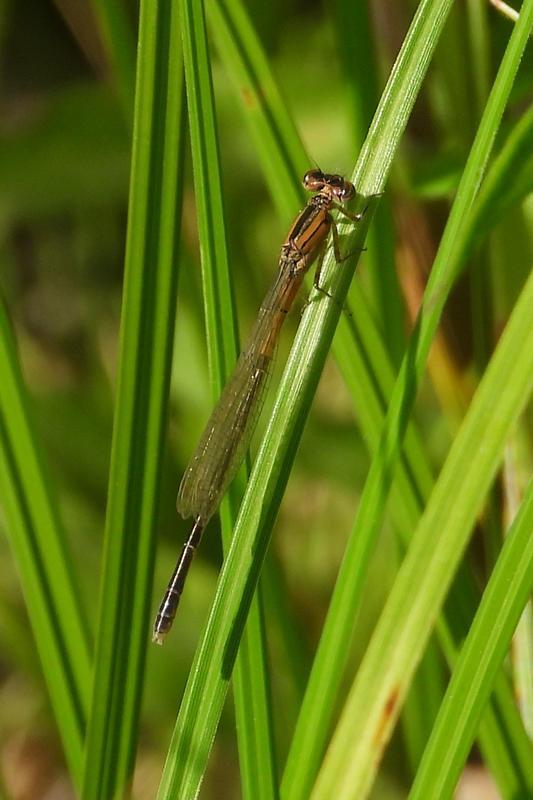 Photo of Eastern Forktail