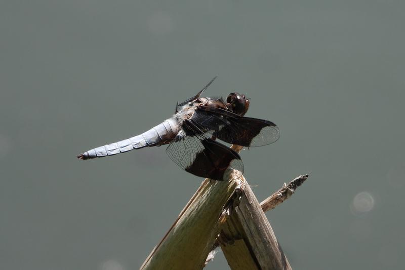 Photo of Common Whitetail