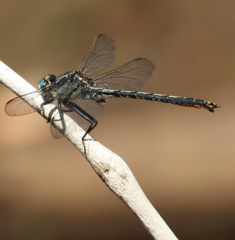 Photo of Horned Clubtail