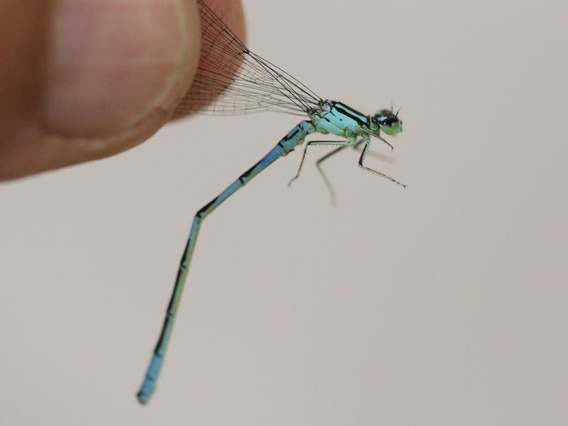 Photo of Taiga Bluet