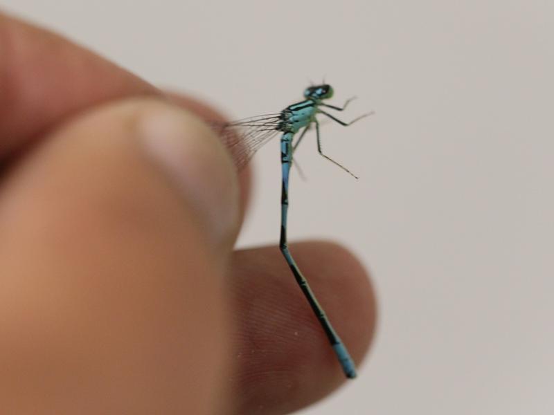Photo of Taiga Bluet