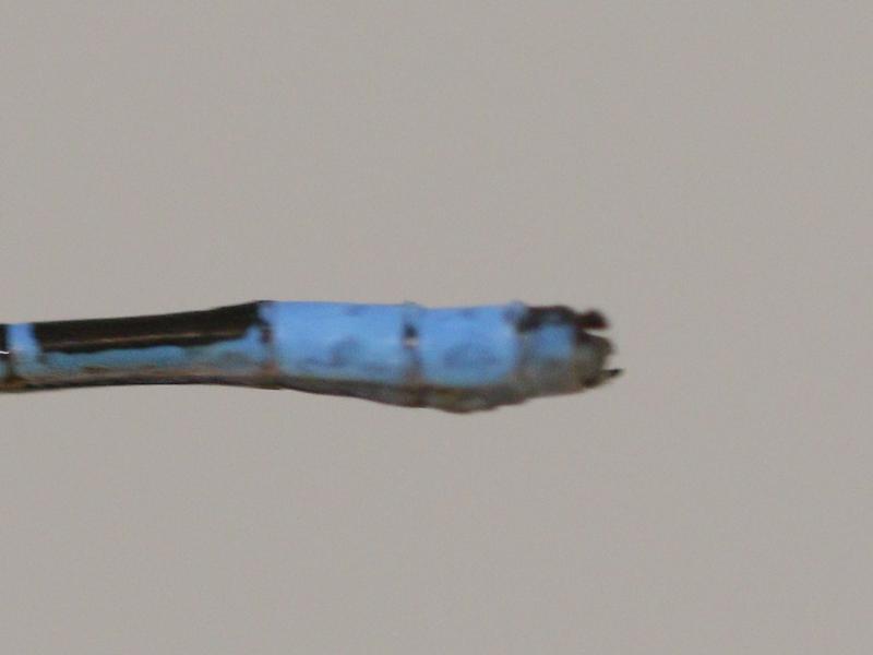 Photo of Boreal Bluet