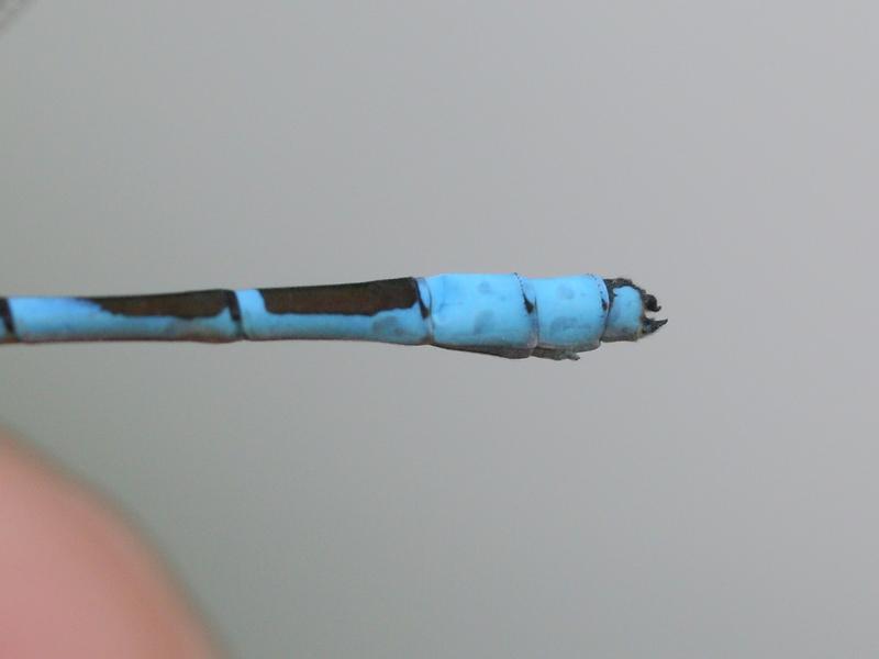 Photo of Northern Bluet