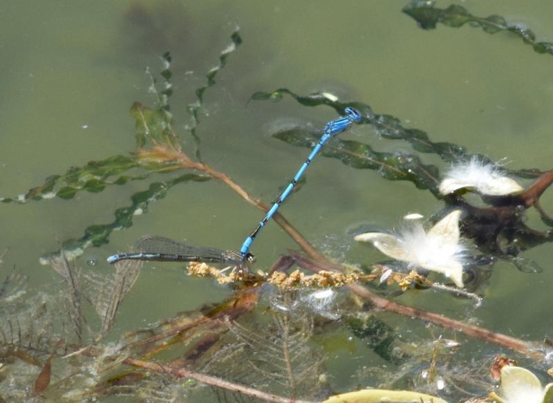 Photo of Double-striped Bluet