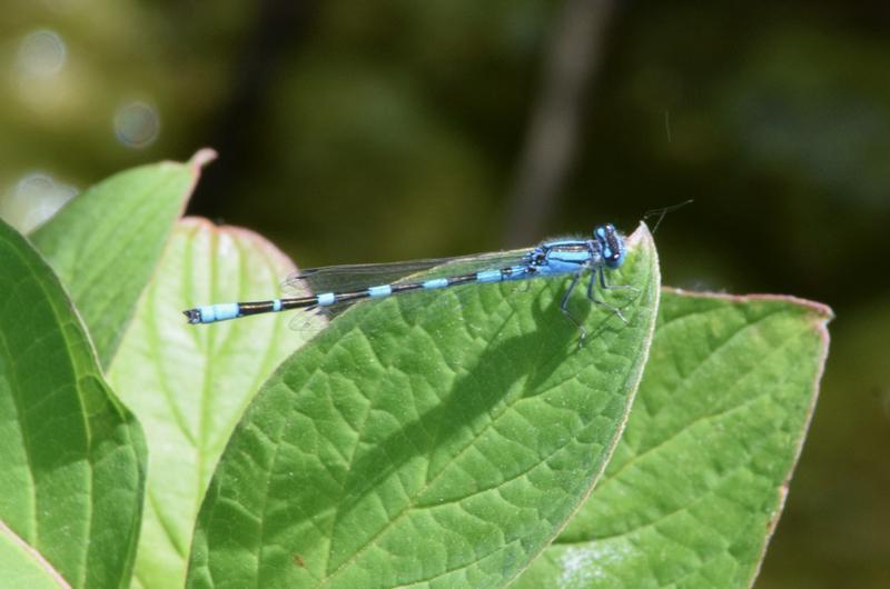 Photo of Tule Bluet