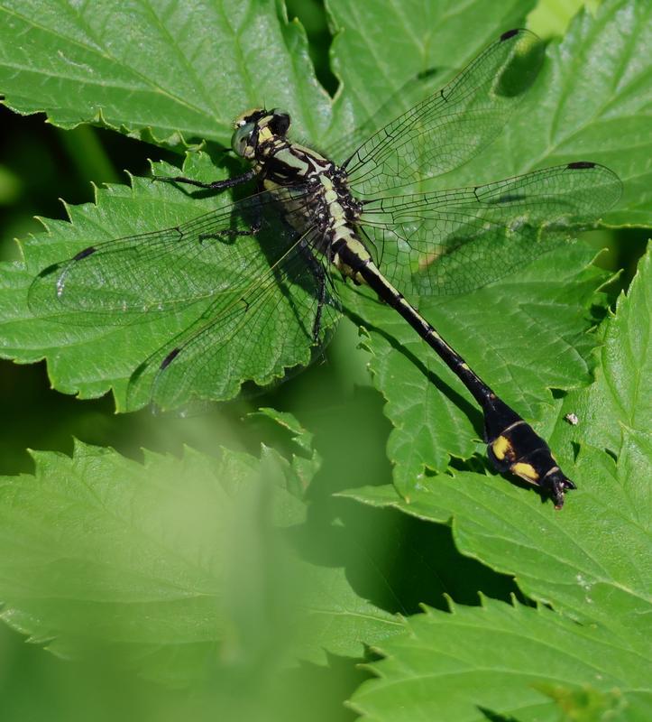 Photo of Skillet Clubtail