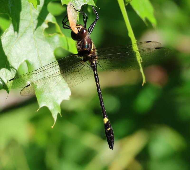 Photo of Swift River Cruiser (Illinois River Cruiser ssp.)
