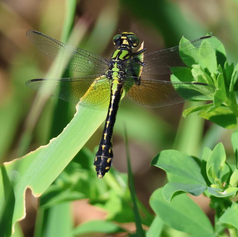 Photo of Pygmy Snaketail