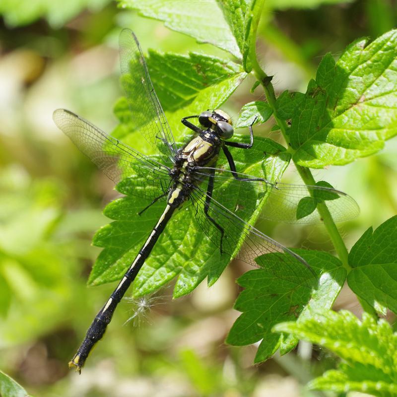 Photo of Lilypad Clubtail