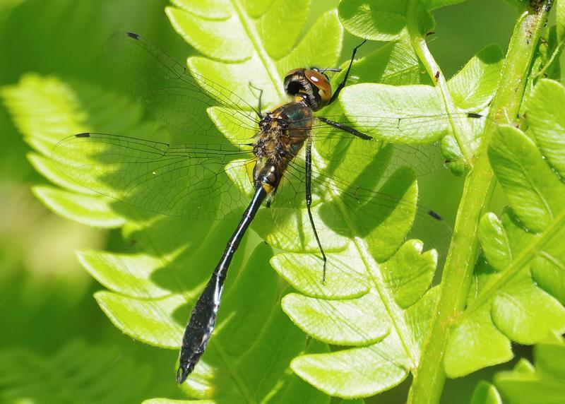 Photo of Racket-tailed Emerald