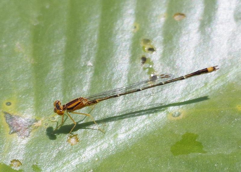 Photo of Orange Bluet
