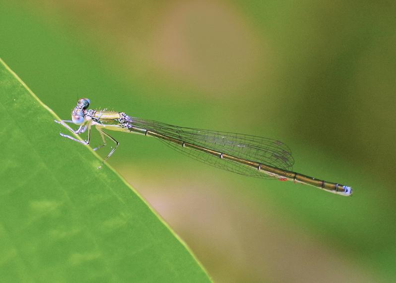 Photo of Sedge Sprite