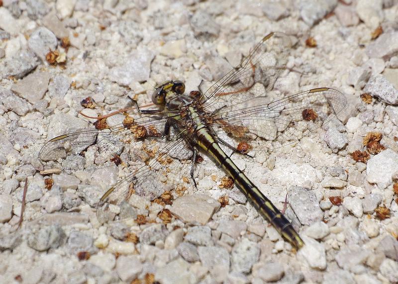 Photo of Dusky Clubtail