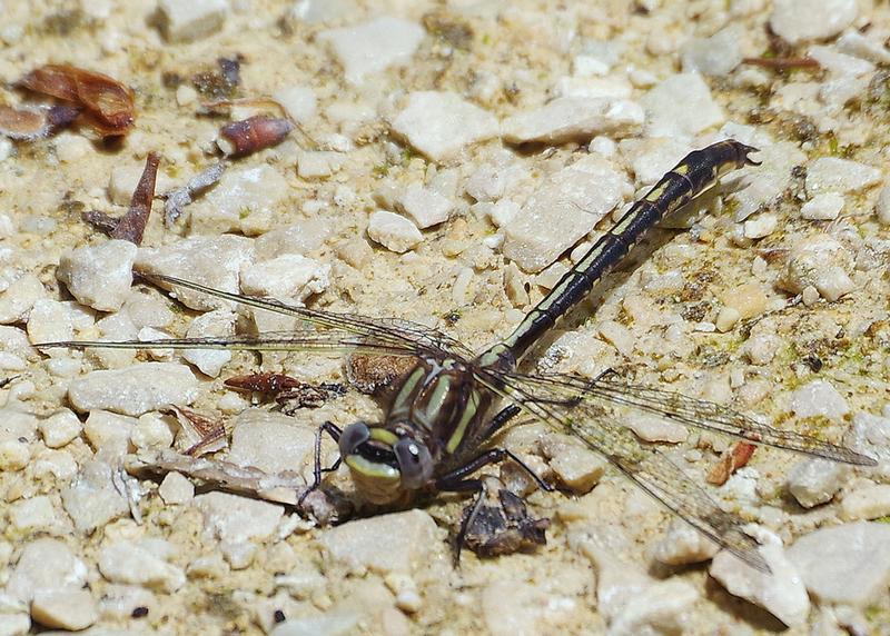 Photo of Dusky Clubtail