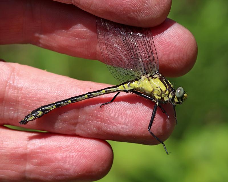 Photo of Black-shouldered Spinyleg