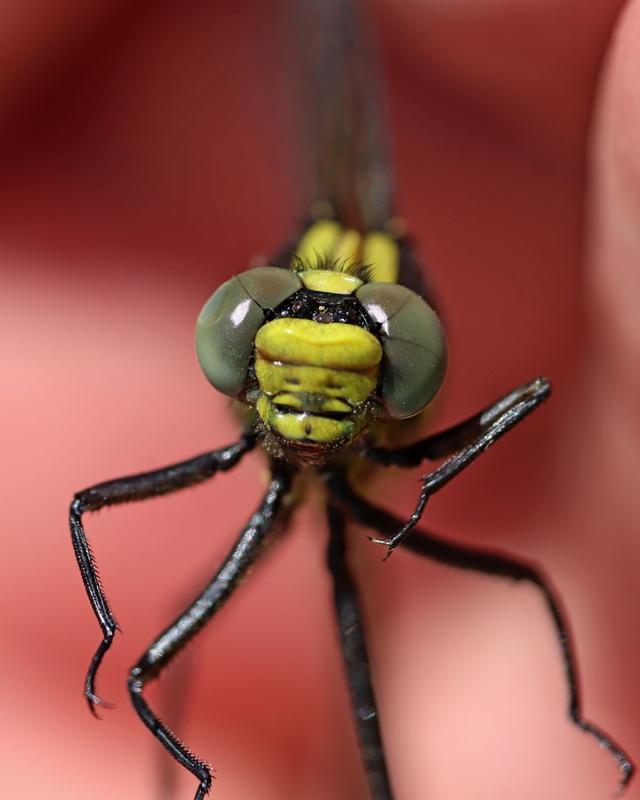 Photo of Black-shouldered Spinyleg