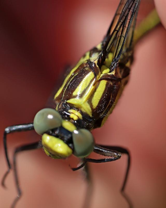 Photo of Black-shouldered Spinyleg