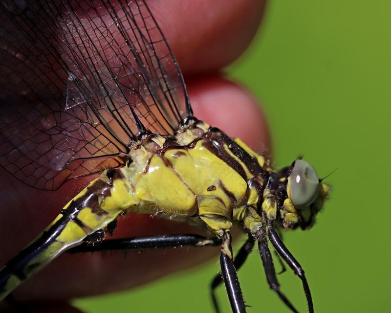 Photo of Black-shouldered Spinyleg