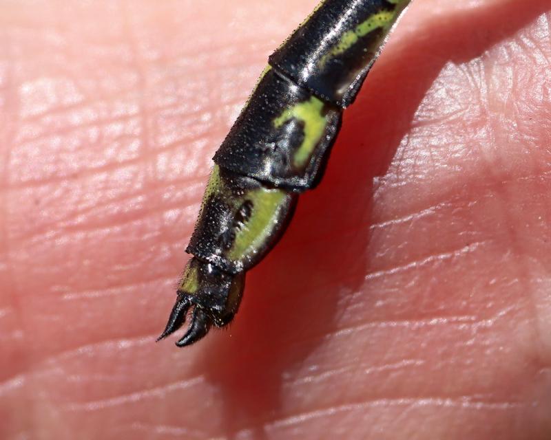 Photo of Black-shouldered Spinyleg
