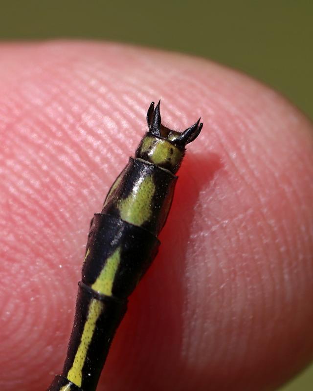 Photo of Black-shouldered Spinyleg