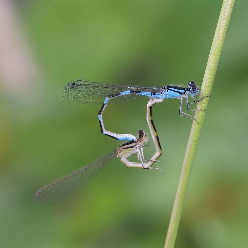 Photo of Tule Bluet