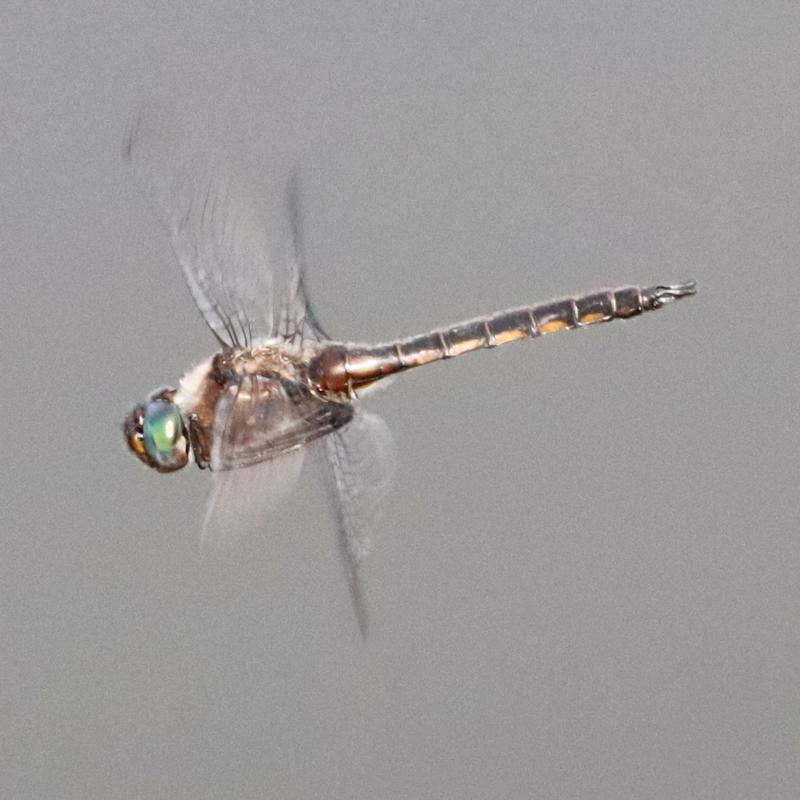 Photo of Common Baskettail