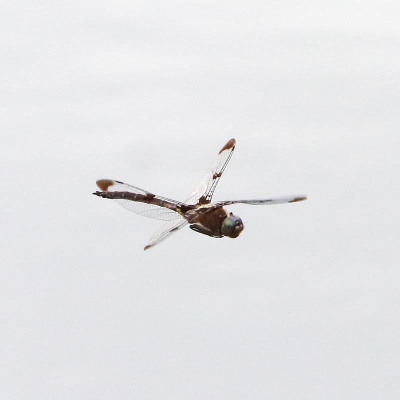 Photo of Prince Baskettail