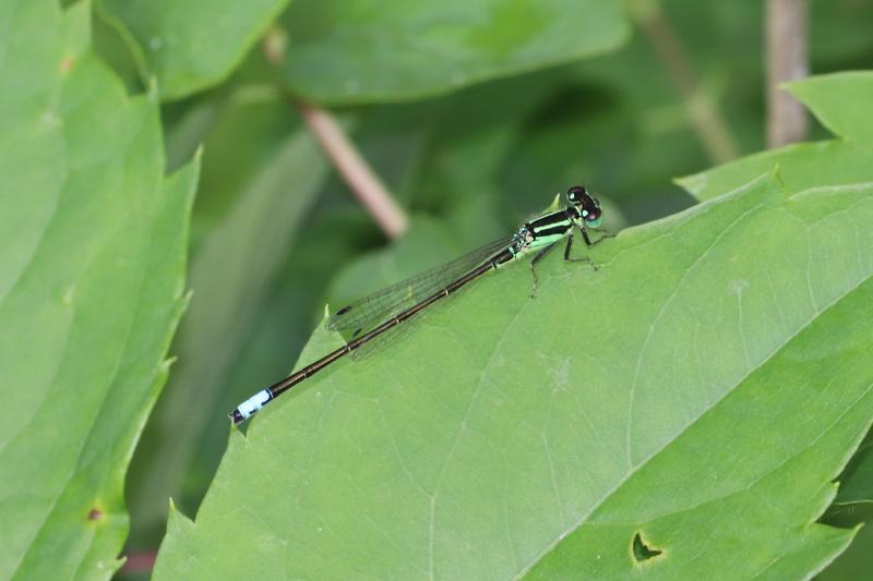 Photo of Eastern Forktail