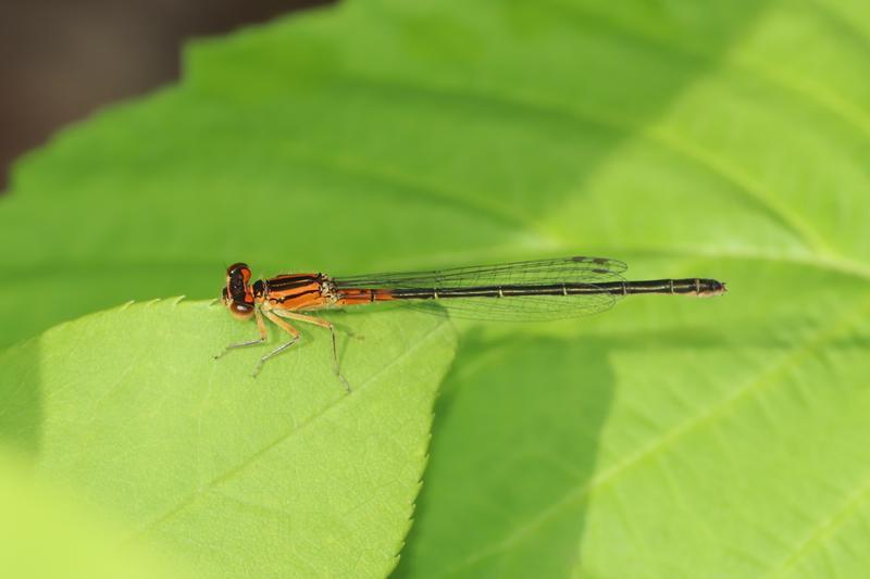 Photo of Eastern Forktail