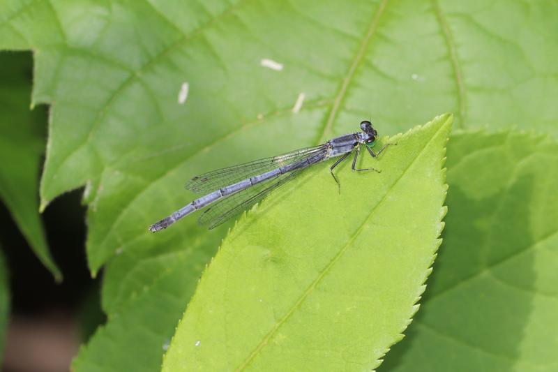 Photo of Eastern Forktail