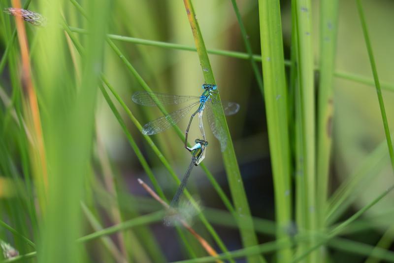 Photo of Sedge Sprite