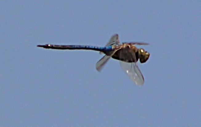 Photo of Common Green Darner